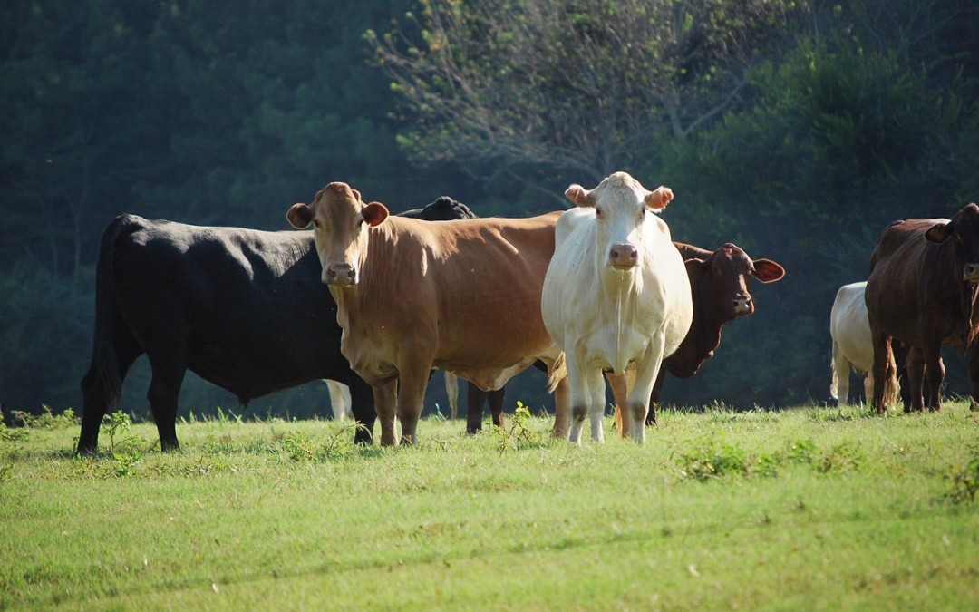 cattle foot trimming course