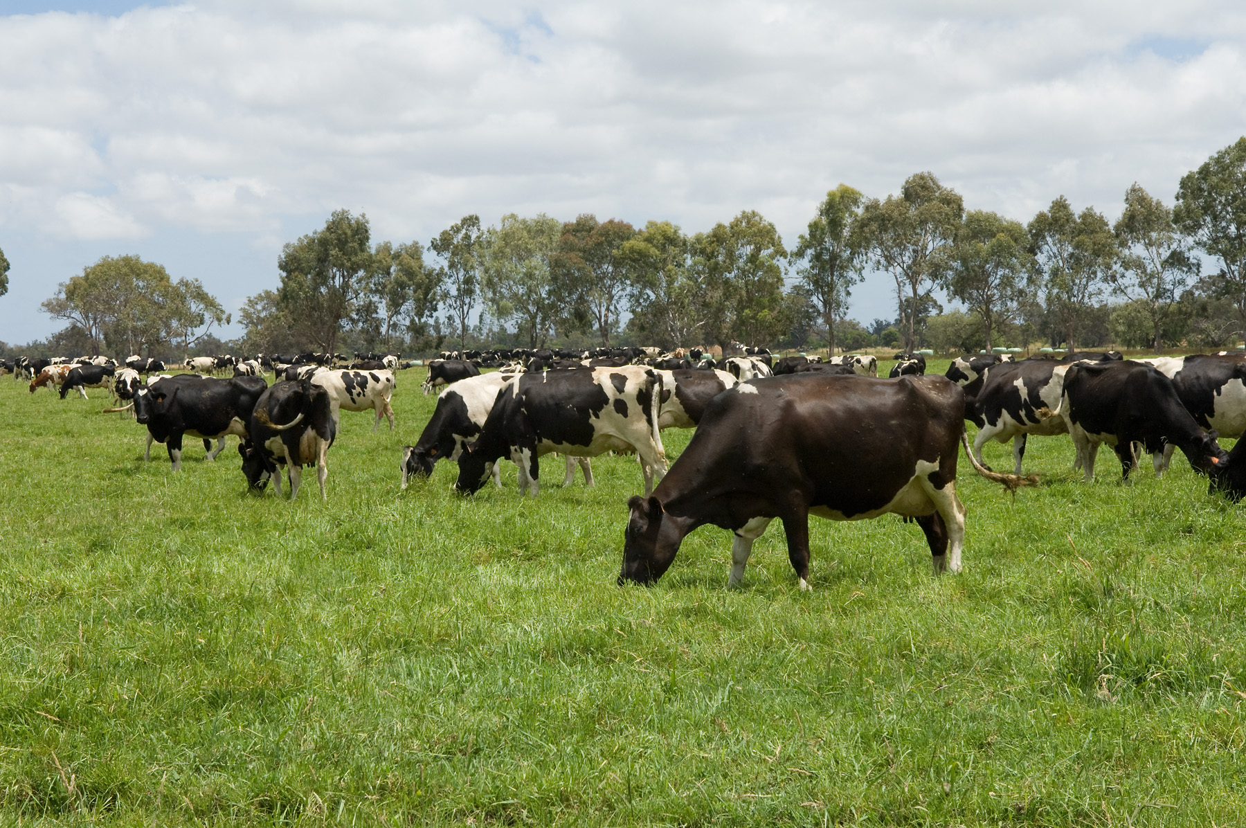 Diseases of Cattle, Dairy Cow Hoof Trimming