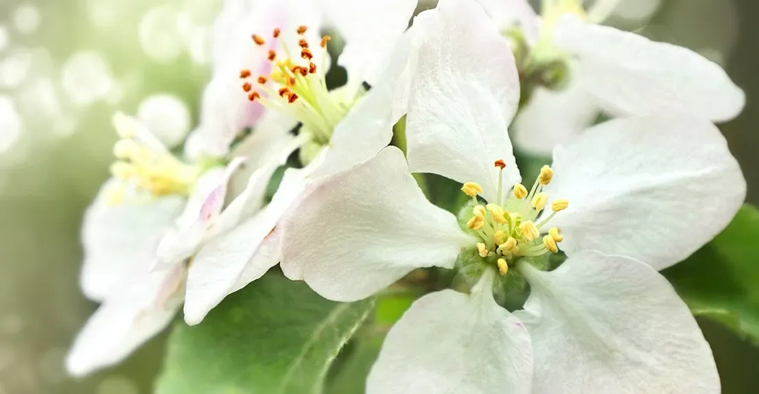 white-flowers-bloom-spring-1920w-1920w